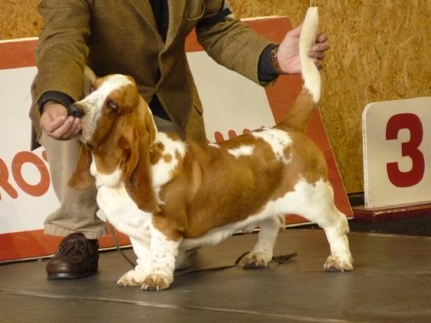 Basset Hound