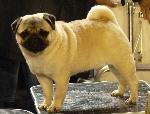 Cães
