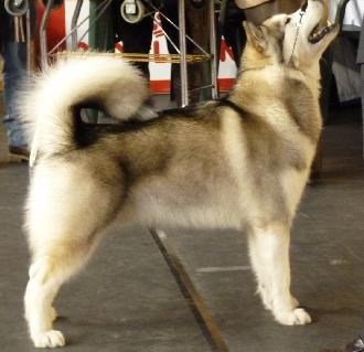 Criadores de cães Alaskan Malamute
