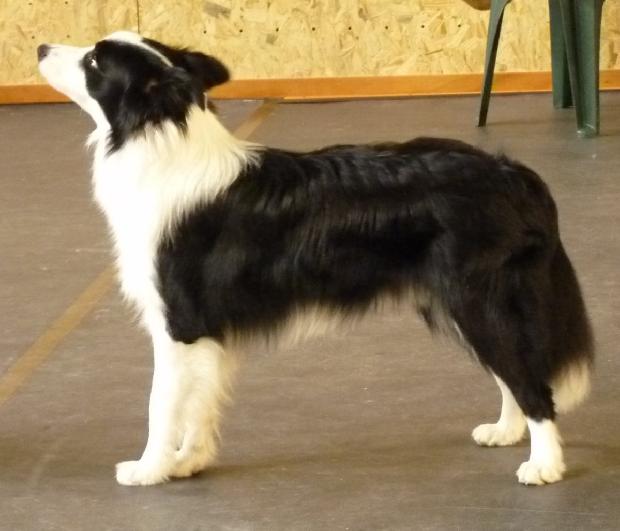 Border Collie