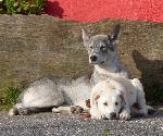 Cães