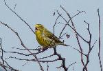Aves
