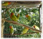 Aves