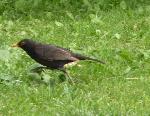 Aves