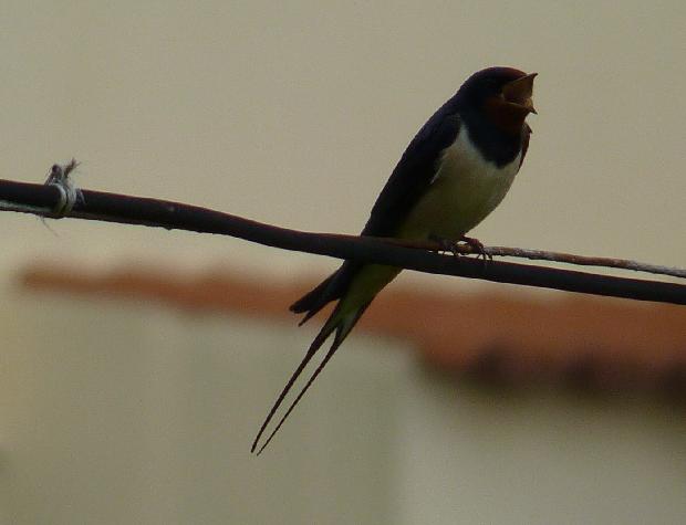 Andorinha-das-chaminés