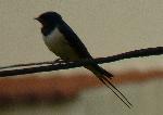 Aves