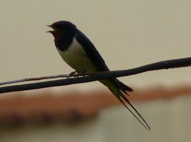 Andorinha-das-chaminés