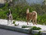 Cães