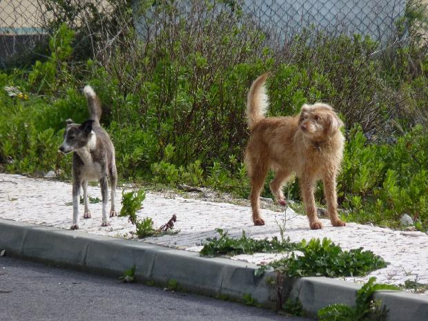 Cães