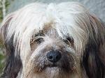 Cães