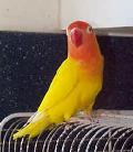 Agapornis