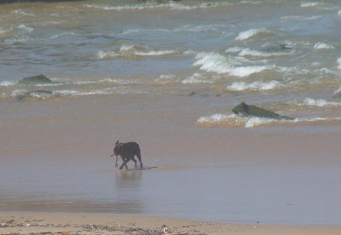Cão na praia