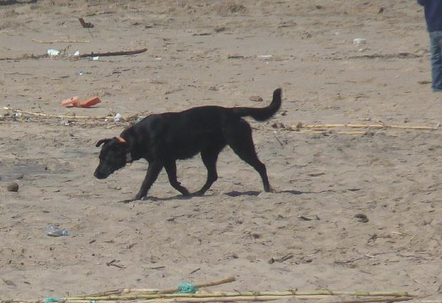 Cão na praia