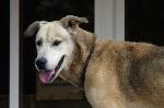 Cães