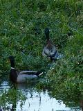 Patos-reais