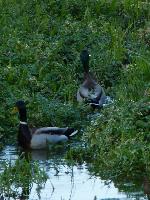 Aves
