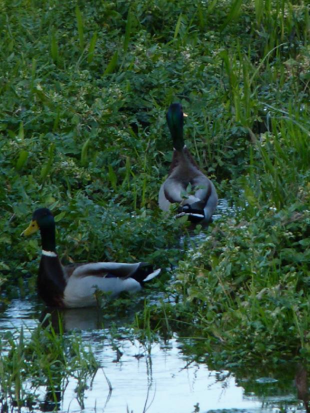 Patos-reais