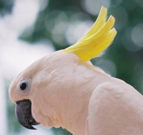 Cacatua