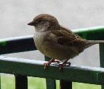 Aves