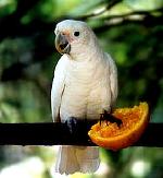 Aves