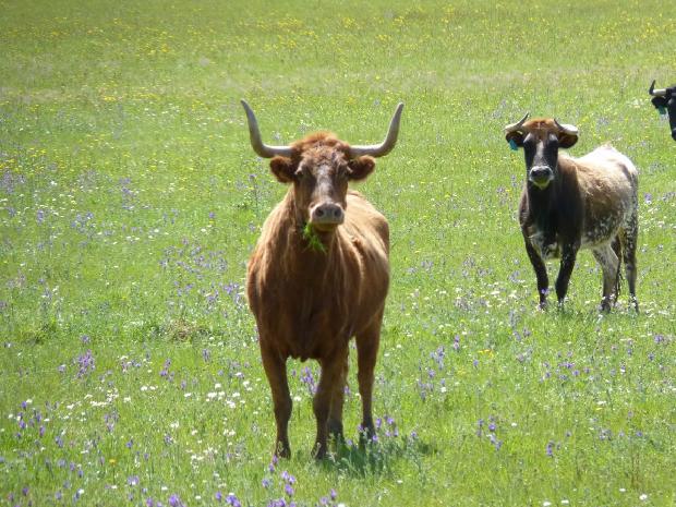 Vacas