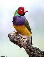 Aves