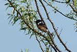 Aves