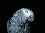 Aves