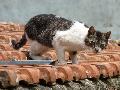Gato