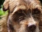 Cães