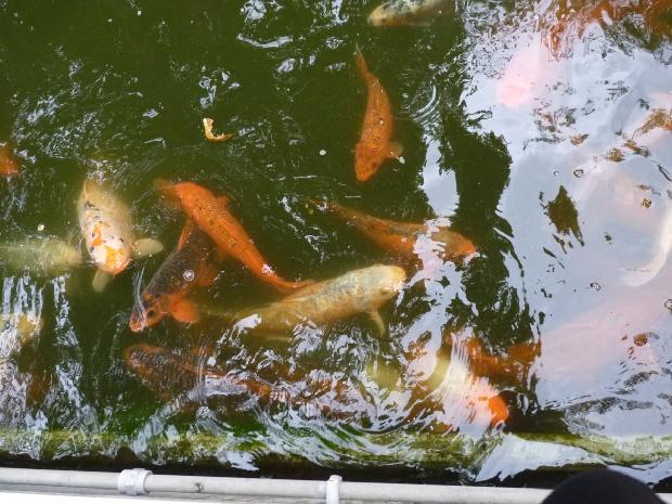 Peixes