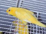 Aves