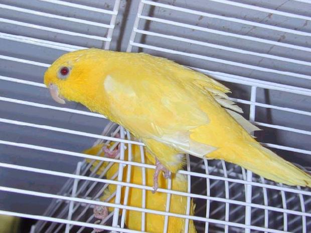 Periquito