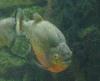 Piranha-vermelha <i>(Pygocentrus nattereri)</i>