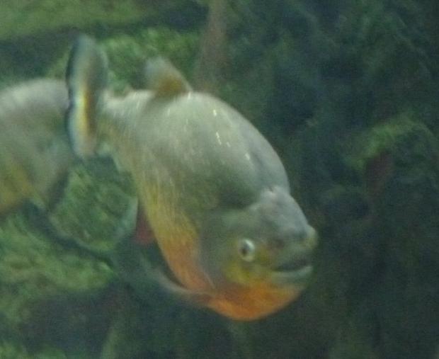 Piranha-vermelha