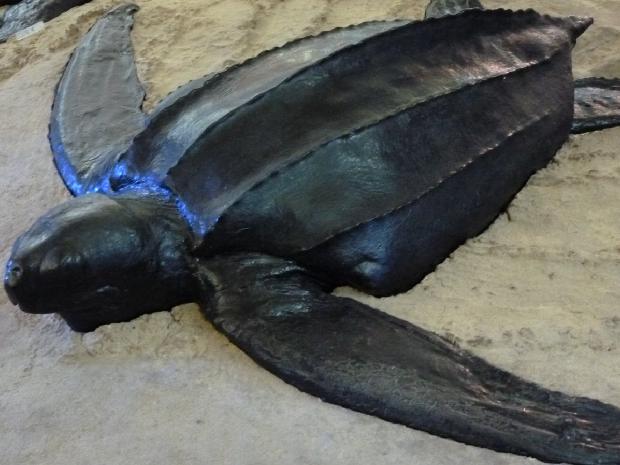 Tartarugo-de-couro AVG