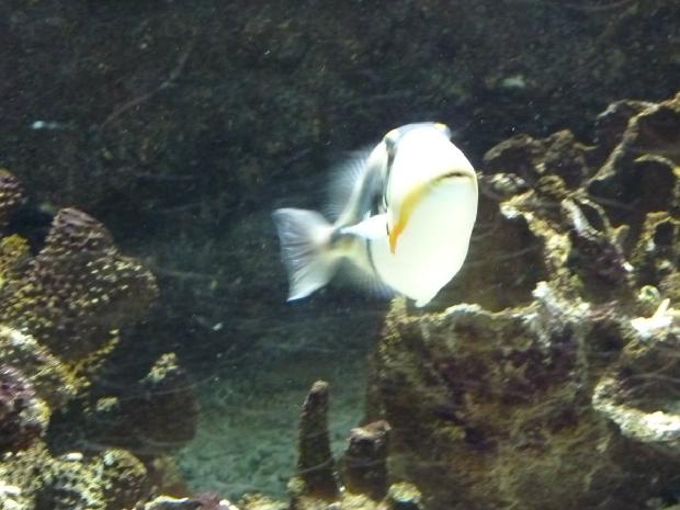Peixe-Picasso