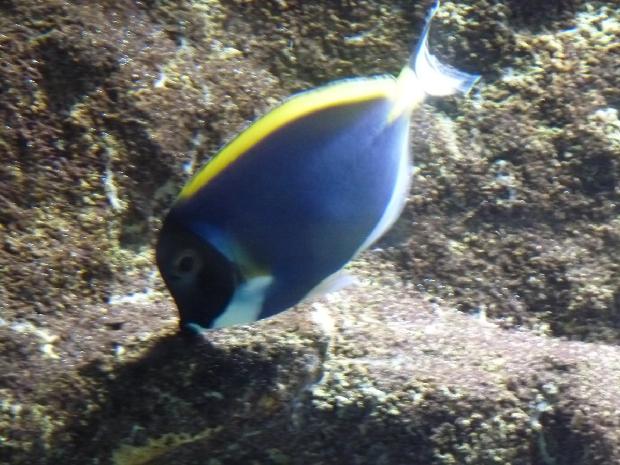 Cirurgião-azul-claro