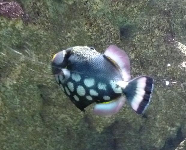 Peixe-porco-palhaço