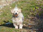 Cães