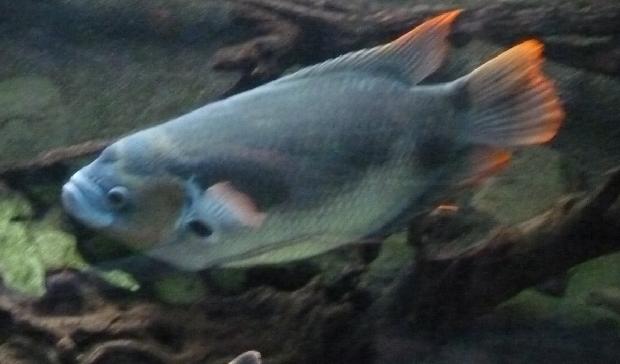 Gourami