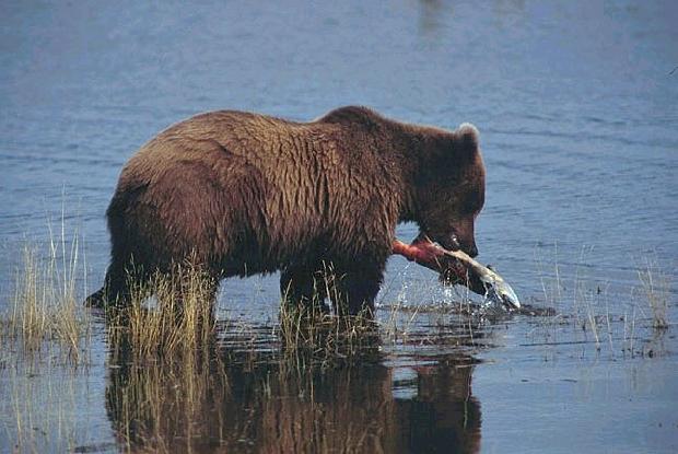 Urso