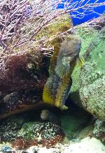 Peixes