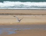 Aves