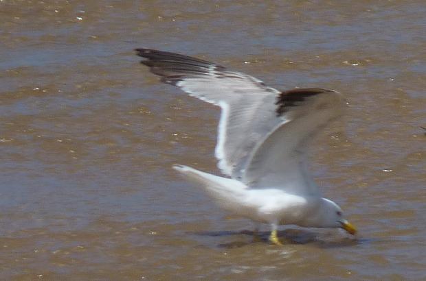Gaivota