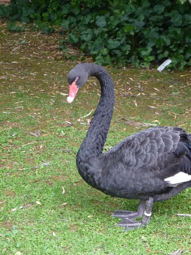 Cisne-negro