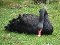 Cisne-negro