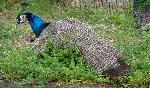 Aves