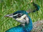 Aves