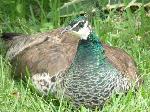 Aves